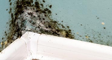 Mold, Dust Mites, & Odor Elimination