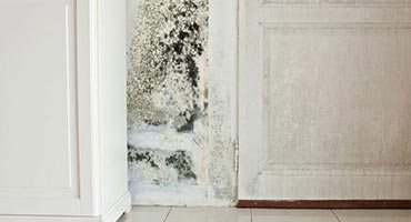 Mold Prevention