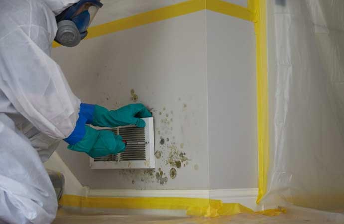 Mold Remediation Service