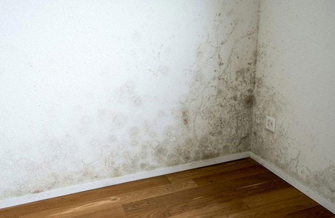 Mold 101